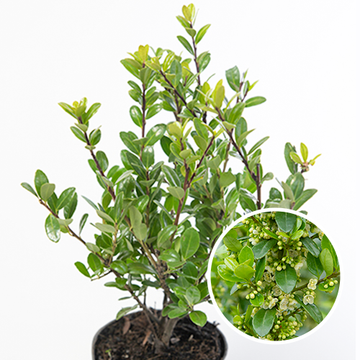 Ilex crenata Caroline Upright Ilex crenata Caroline Upright