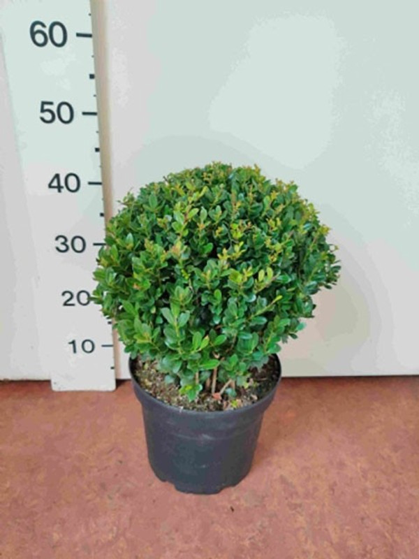 Ilex Crenata Caroline Upright | japanische Stechpalme | Baumschuleonline