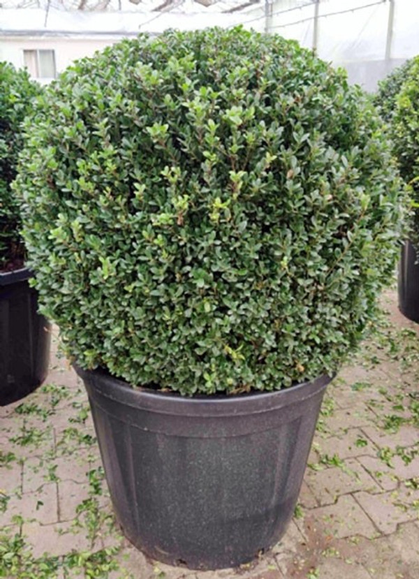 Ilex Crenata Caroline Upright | japanische Stechpalme | Baumschuleonline