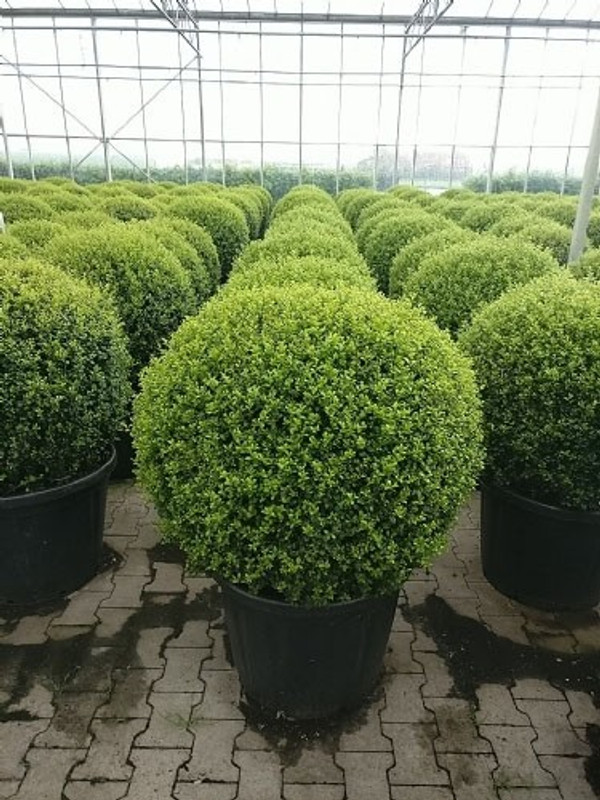 Ilex Crenata Caroline Upright | japanische Stechpalme | Baumschuleonline