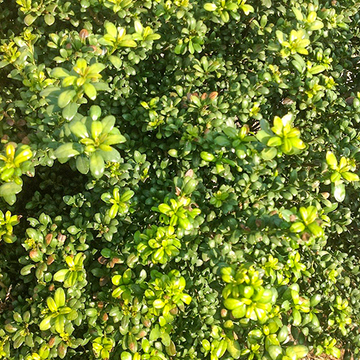 ilex crenata convexa
 ilex crenata convexa
