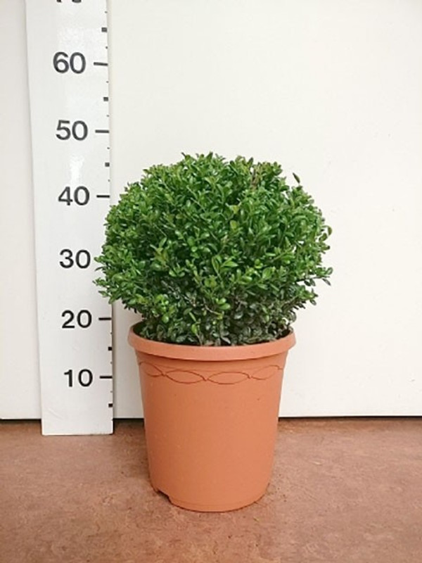 thuja smaragd winterhart Lebensbaum Thuja 'Smaragd' main image 0
