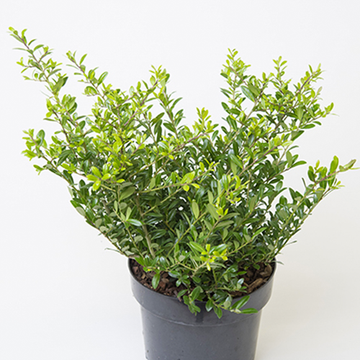 Ilex crenata Glory Gem Ilex crenata Glory Gem