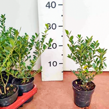 Japanische Stechpalme 'Green Hedge' Japanische Stechpalme 'Green Hedge'