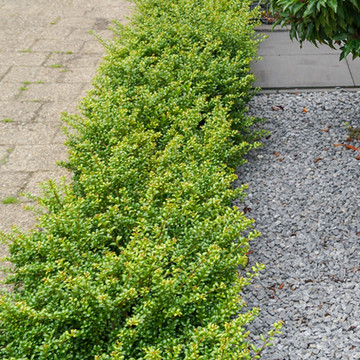 Ilex crenata Green Hedge Ilex crenata Green Hedge