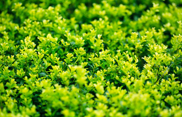 thuja brabant 1 80 m Thuja 