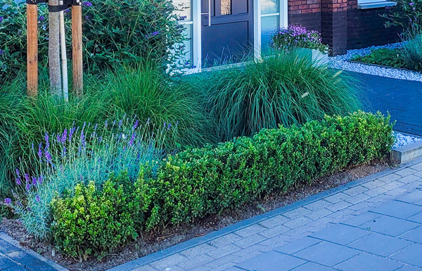 Ilex crenate Green Hedge Kaufen| Japanische Stechpalme 'Green Hedge' | Aus  unseren eigenen Baumschule