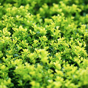Ilex crenata Green Lustre Ilex crenata Green Lustre