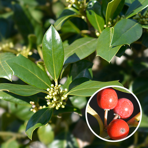 Ilex 'Nellie R. Stevens' 