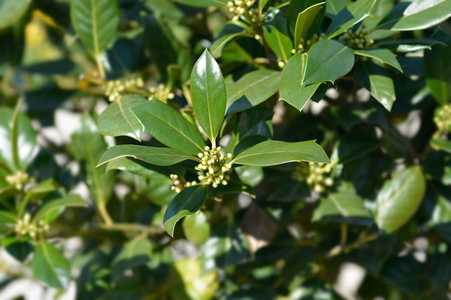  Ilex Nellie Stevens Meerstammig - Amerikaanse hulst meerstammig