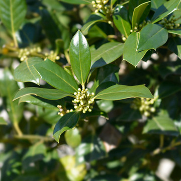 Ilex Nellie Stevens Meerstammig - Amerikaanse hulst meerstammig  Ilex Nellie Stevens Meerstammig - Amerikaanse hulst meerstammig