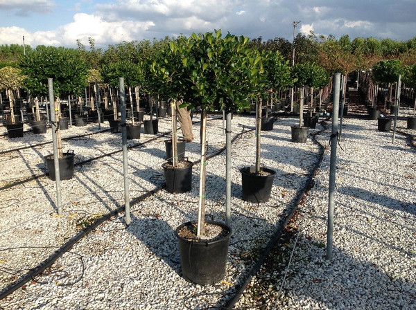 Ilex Halbstamm