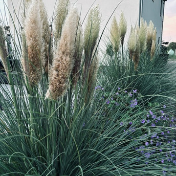 Cortaderia selloana Pumila Cortaderia selloana Pumila