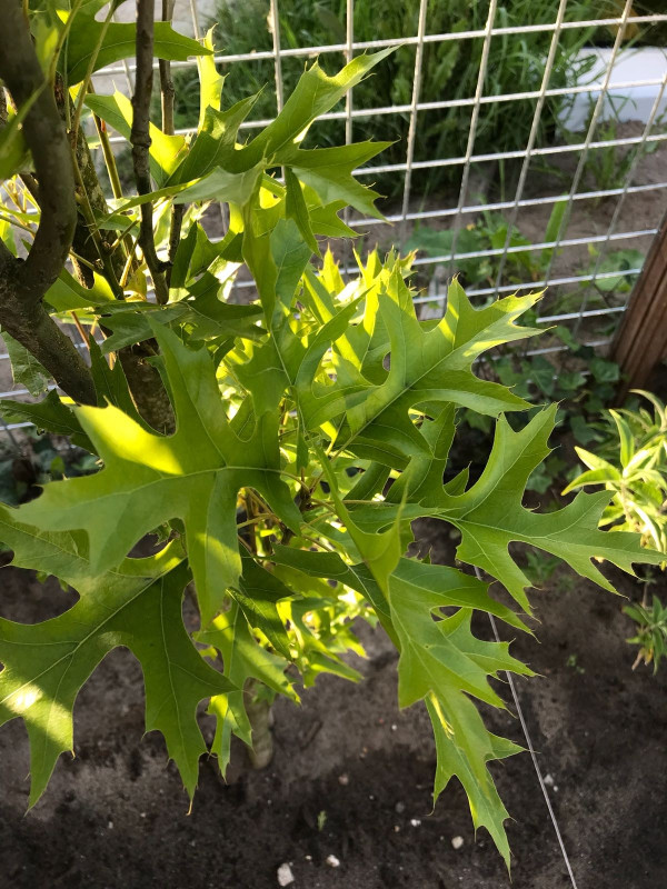 Sumpf-Eiche 'Green Pillar' kaufen |Schnelle Lieferung durch ganz DE|  Baumschuleonline.de