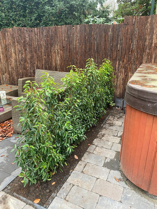 polygonum plant Polygonum – Wayside Gardens