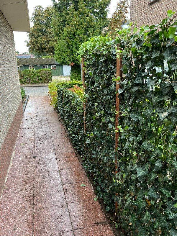 Irischer Efeu Fertighecke | Hedera |