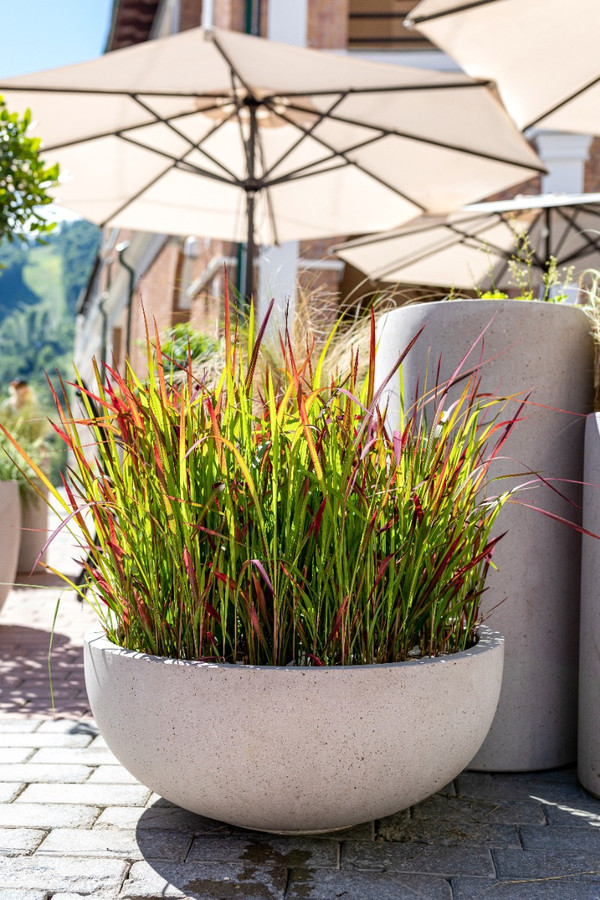 dracaena marginata luftreinigung Drachenbaum (Dracaena marginata) – Teeninga Palmen