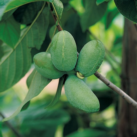Asimina triloba