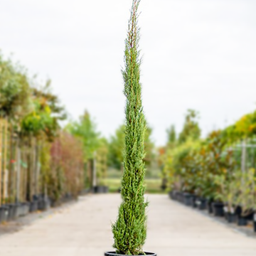 Italiaanse Cipres Italiaanse Cipres