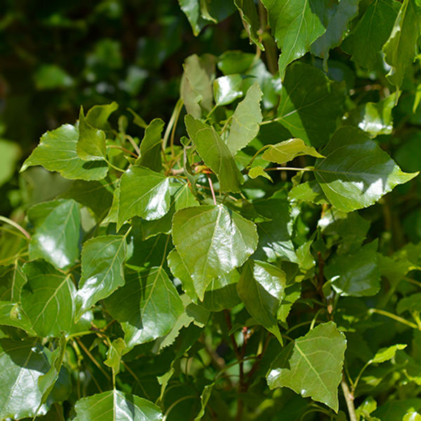 Italiaanse populier blad close up