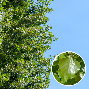 Italiaanse Populier Italiaanse Populier