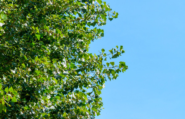 Populus nigra 'Italica' sfeerfoto