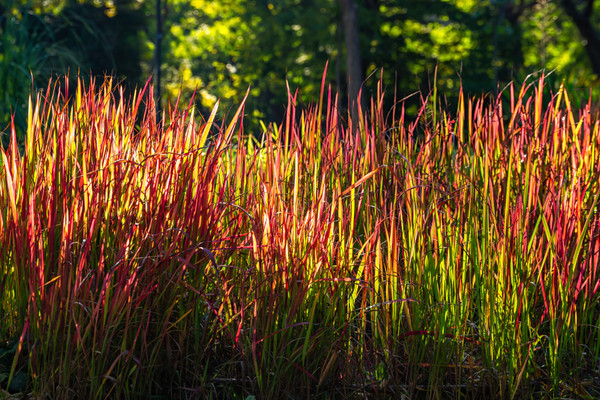 happy plant dünger SYBAStones Zimmerpflanzen Mineral-Mix kaufen mit 180 Tage Dünger main image 0