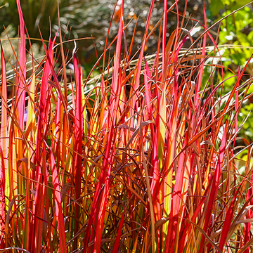 Imperata Red Baron close up Imperata Red Baron close up