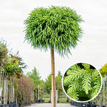 Japanse Cipres halfstam bolboom Japanse Cipres halfstam bolboom