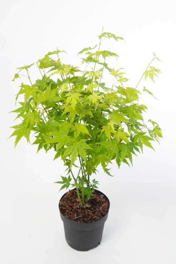 japanischer Ahorn grn | Acer palmatum