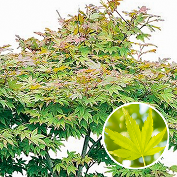 Japanse Esdoorn groen Japanse Esdoorn groen