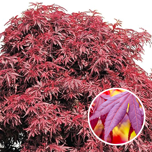 Acer palmatum Shaina