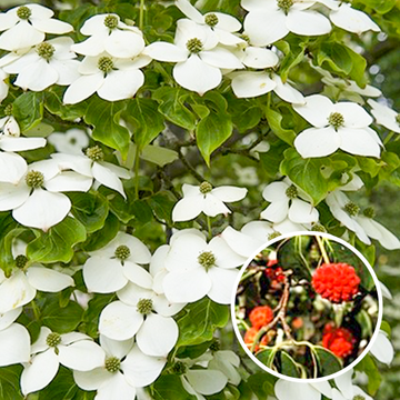 Japanse grootbloemige kornoelje Japanse grootbloemige kornoelje