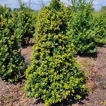 Ilex crenata Dark Green Piramide  Ilex crenata Dark Green Piramide