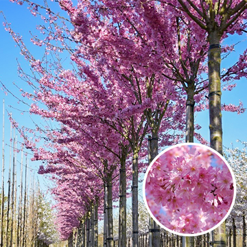 Japanische Zierkirsche Fukubana Japanische Zierkirsche Fukubana