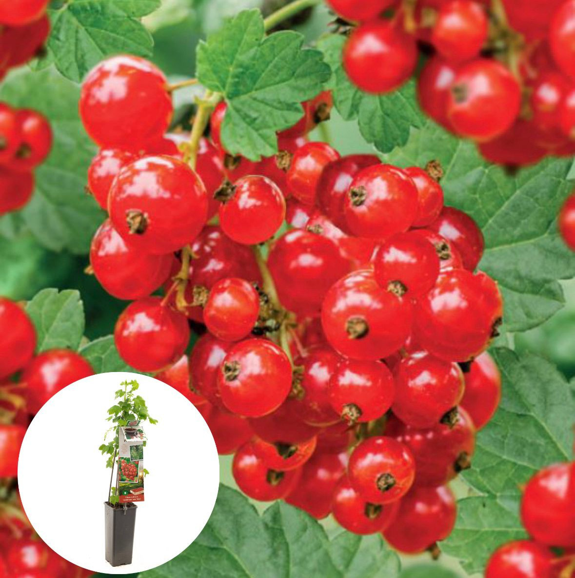 Rode bes Jonkheer van tets
