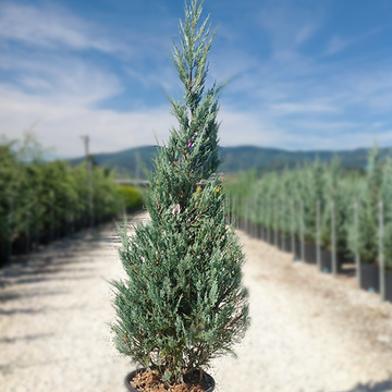 Juniperus virginiana Blue Arrow Juniperus virginiana Blue Arrow