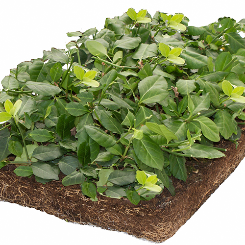 Euonymus matten