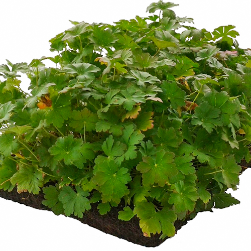 Geranium matten