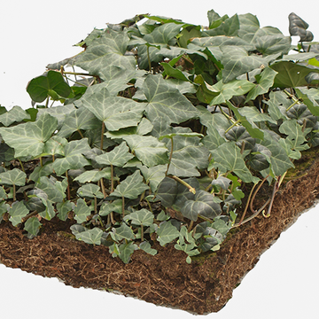 Hedera matten Hedera matten