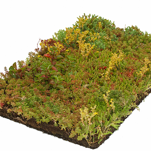 Sedum matten