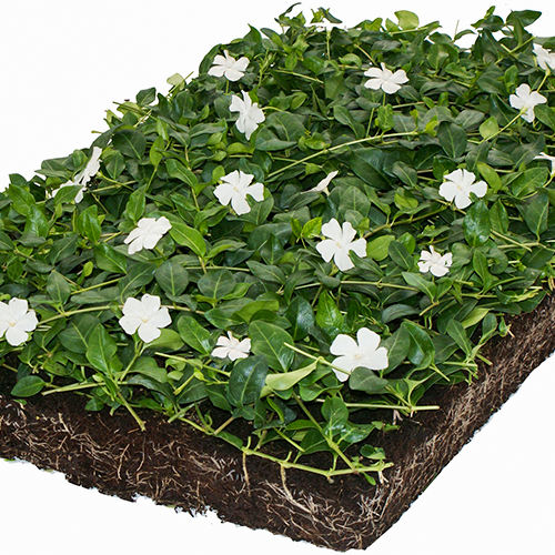Vinca minor Alba matten