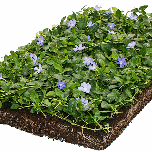 Vinca minor matten