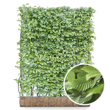 Hainbuche Fertighecke Hainbuche Fertighecke