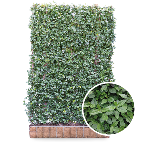 Kant en klaar haag Euonymus Dart's Blanket