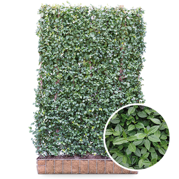 Spindelstrauch Dart's Blanket Fertighecke Spindelstrauch Dart's Blanket Fertighecke