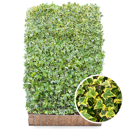 Hedera helix goldchild element kant en klaarhaag
