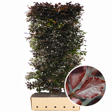 Blutbuche Fertighecke
 Blutbuche Fertighecke