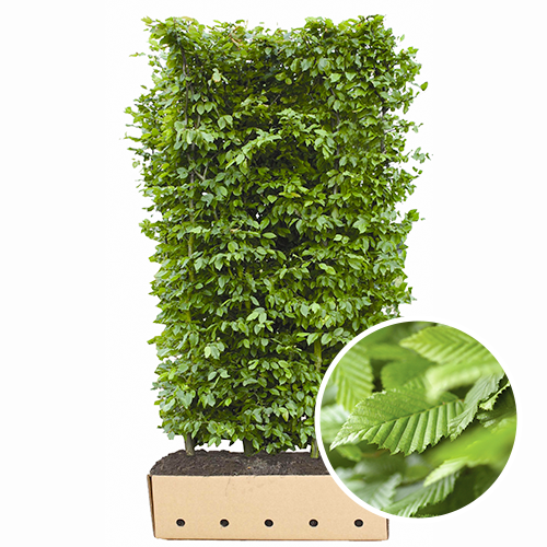 hainbuche fertighecke 