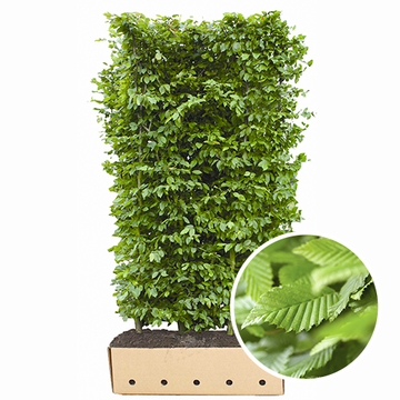 hainbuche fertighecke  hainbuche fertighecke